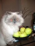Grumpy Kitty