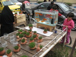 Nowruz