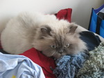 Grumpy Kitty III